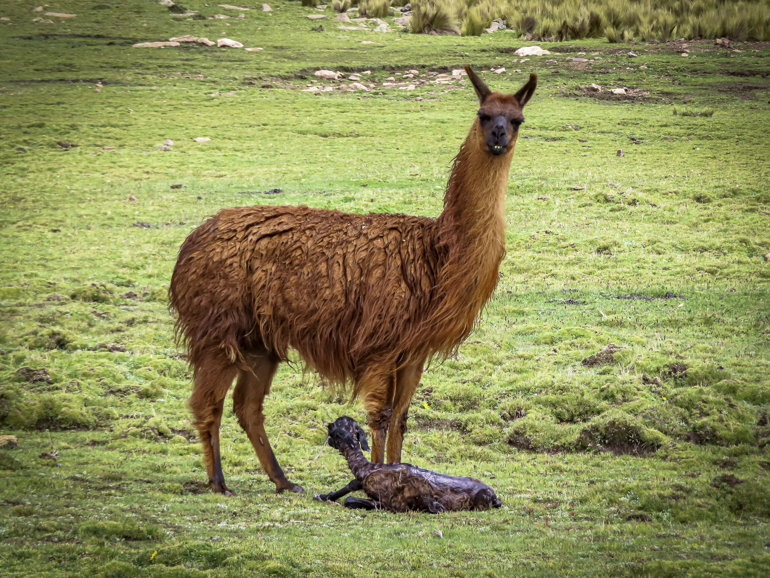 llama mom.jpg